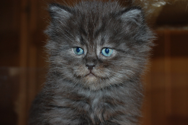 Ivanhoe, 6 Wochen.jpg